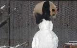Giant Panda vs Snowman: a fight in the white