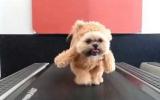 Teddy Bear dog exercising, so viral and so cute