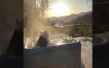 A giant black bear decides to warm up in a jacuzzi