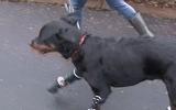 A Dog Walks on Four Prosthetic Legs